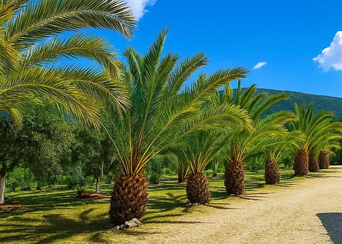 Rodanthy Iii Kateleios